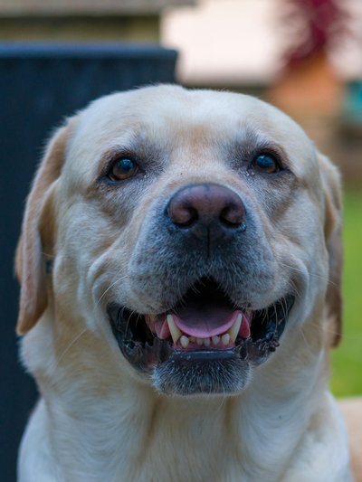 Marie-Claire Fontaine