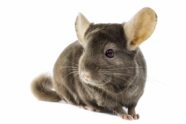 Les chinchillas peuvent-ils être affectueux avec les humains ?