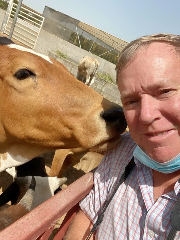 Les requins-marteaux : des prédateurs aux têtes étonnantes