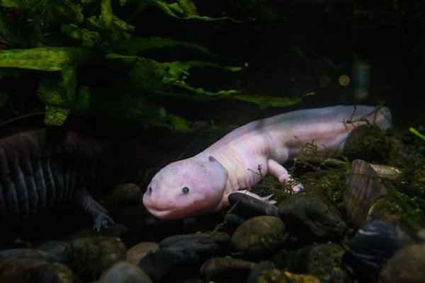 Planification d'un régime alimentaire spécifique pour un axolotl