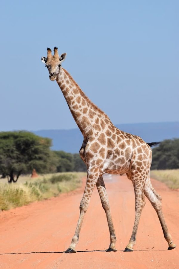 Les girafes ont-elles une communication infrasonore pour alerter les troupeaux ?
