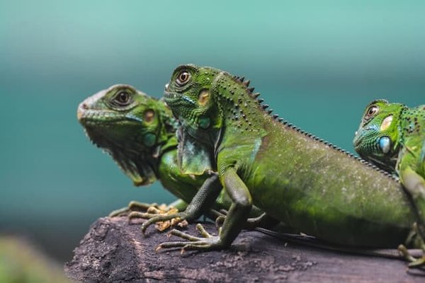 Quels sont les meilleurs types d'alimentation pour un caméléon ?